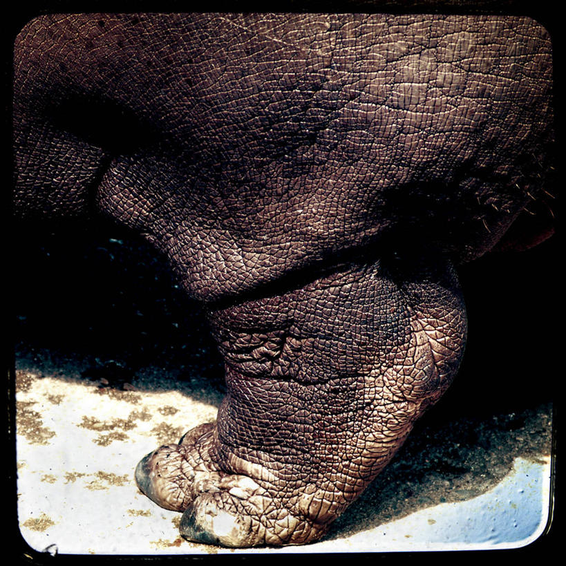 皱纹,无人,方图,特写,河马,西班牙,巴塞罗那,摄影,恐龙,食草动物,巨大,庞大,部分,加泰隆尼亚,宏大,硕大,伟大