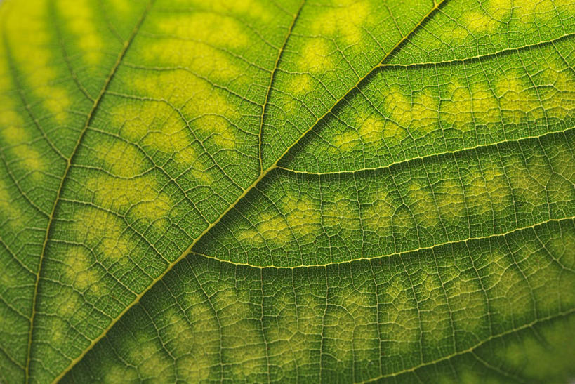 无人,横图,室外,特写,白天,美景,叶子,景观,一个,绿色,自然,景色,摄影,生长,单个,部分,复杂,脆弱,清新,加利福尼亚,自然风光,桑叶,改变,叶绿素,肌理,叶脉,全画面,全框架,全帧,全画幅