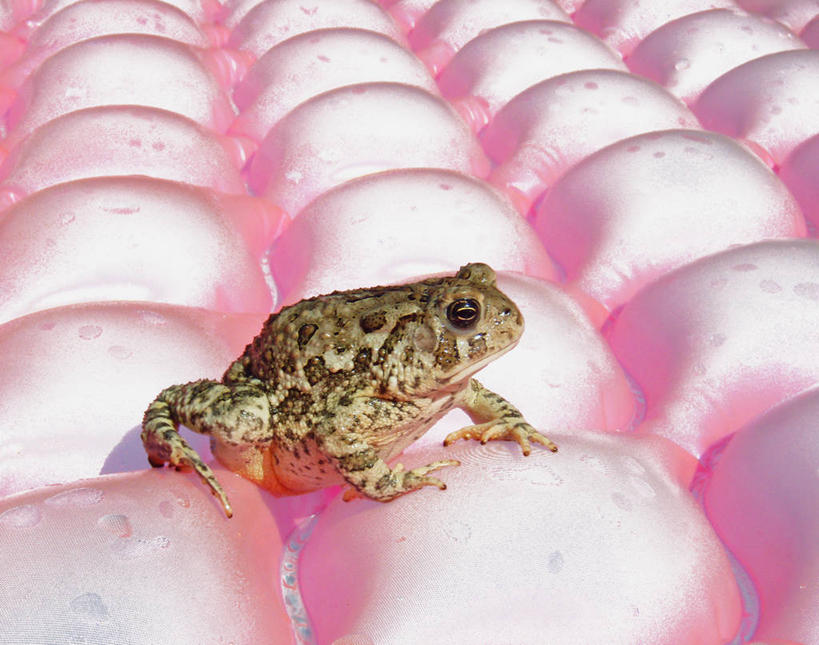 无人,坐,横图,室外,白天,美国,一排,许多,曲折,整齐,蛙,很多,排列,粉色,动物,摄影,鱼子,队列,比例,德克萨斯,肌理,坎坷,崎岖,式样,伯罗奔尼撒,科林斯湾,海产