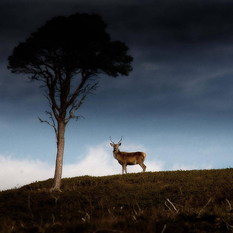 无人,站,方图,室外,旅游,度假,神秘,美景,鹿,野生动物,英国,地平线,景观,田地,辽阔,地面,娱乐,树,自然,黄昏,动物,享受,休闲,广阔,景色,放松,摄影,一望无际,环境,自然风光,北欧,延伸,天地相交,无边无际,一马平川,因弗内斯,马鹿