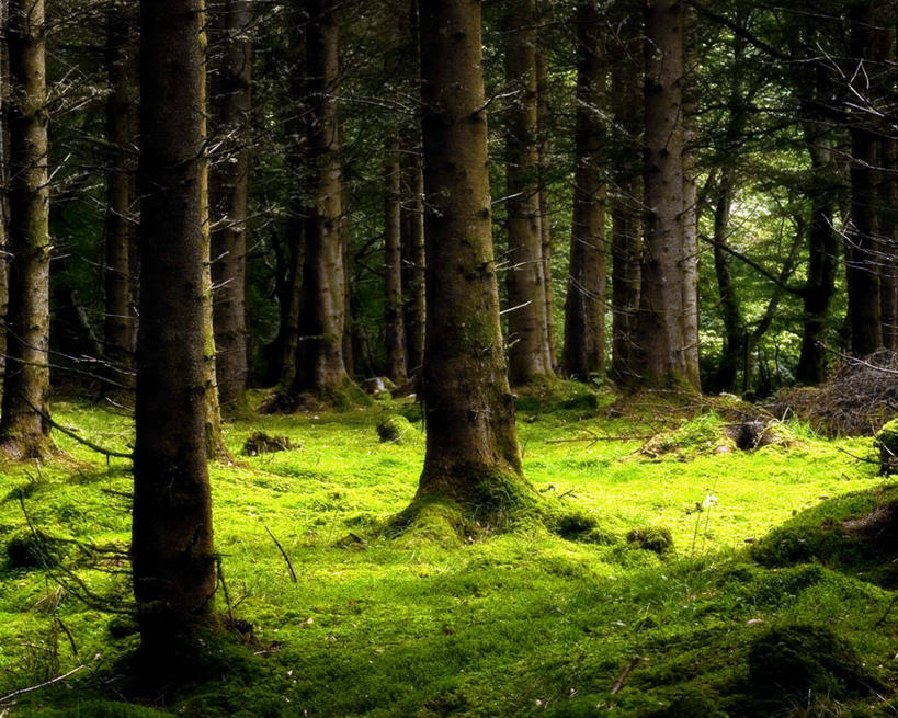 无人,横图,室外,白天,美景,森林,日光,英国,景观,苔藓,英格兰,苏格兰,树,自然,景色,摄影,宁静,自然风光,北欧,苏格兰高地,因弗内斯,旅行