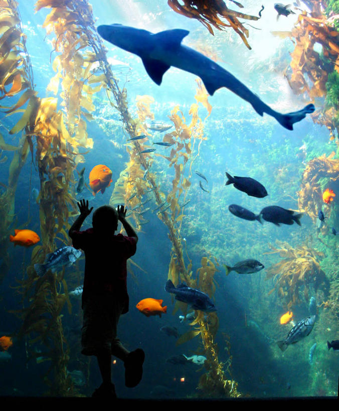 游泳,儿童,一个人,站,竖图,室内,白天,纯洁,热带鱼,鲨鱼,野生动物,玻璃,日光,美国,仅一个男性,仅一个人,一群,许多,朦胧,模糊,透明,很多,教育,注视,鱼类,水族馆,小孩,动物,观察,看,仅一个小孩,可爱,探索,童年,童趣,摄影,观看,海草,察看,北美,北美洲,藻类,关注,加利福尼亚,美洲,剪影,咸水鱼,逆光,童真,烂漫,无邪,圣地牙哥市,北亚美利加洲,亚美利加洲,天真,男孩,男人,男性,孩子,美利坚合众国,男生,好奇心