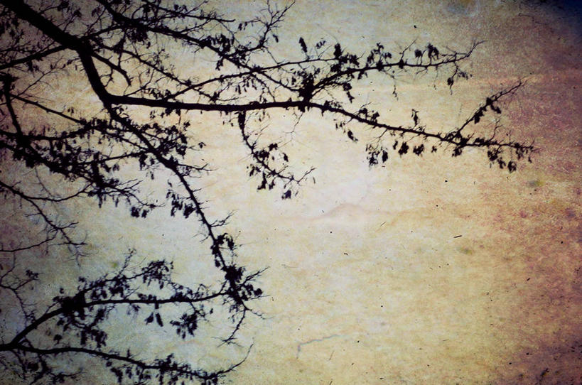 无人,横图,室外,白天,背景,美国,枝,树,自然,摄影,环境,剪影,逆光,肌理