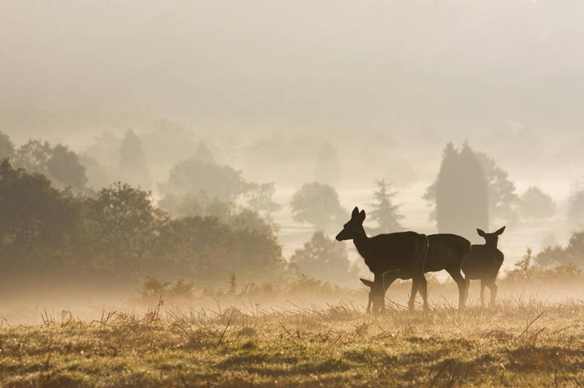 无人,横图,室外,白天,旅游,度假,美景,森林,雾,哺乳动物,鹿,野生动物,英国,伦敦,加拿大,三只,景观,田地,首都,娱乐,英格兰,自然,动物,享受,休闲,景色,放松,可爱,摄影,活泼,宁静,环境,北美,北美洲,早晨,自然风光,北欧,美洲,剪影,逆光,北亚美利加洲,亚美利加洲,维吉尼亚,卑诗省,不列颠哥伦比亚,不列颠哥伦比亚省,大温地区,大温哥华地区,大温哥华区域局,温哥华都会区,卑斯省,列治文