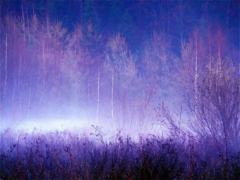 无人,横图,室外,夜晚,森林,雪,加拿大,冬天,光亮,摄影,照亮