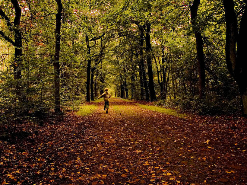 儿童,一个人,公园,跑,横图,室外,白天,自由,纯洁,森林,荷兰,仅一个男性,仅一个人,树,小孩,仅一个小孩,活力,可爱,童年,童趣,摄影,童真,烂漫,无邪,天真,男孩,男人,男性,孩子,秋天,休闲活动,男生,独处