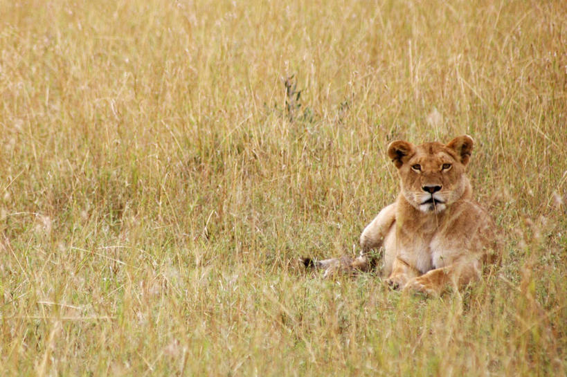 无人,躺,横图,室外,白天,留白,野生动物,狮子,肯尼亚,田地,草,自然,动物,放松,摄影,环境,东非,马赛马拉,马赛马拉国家保护区