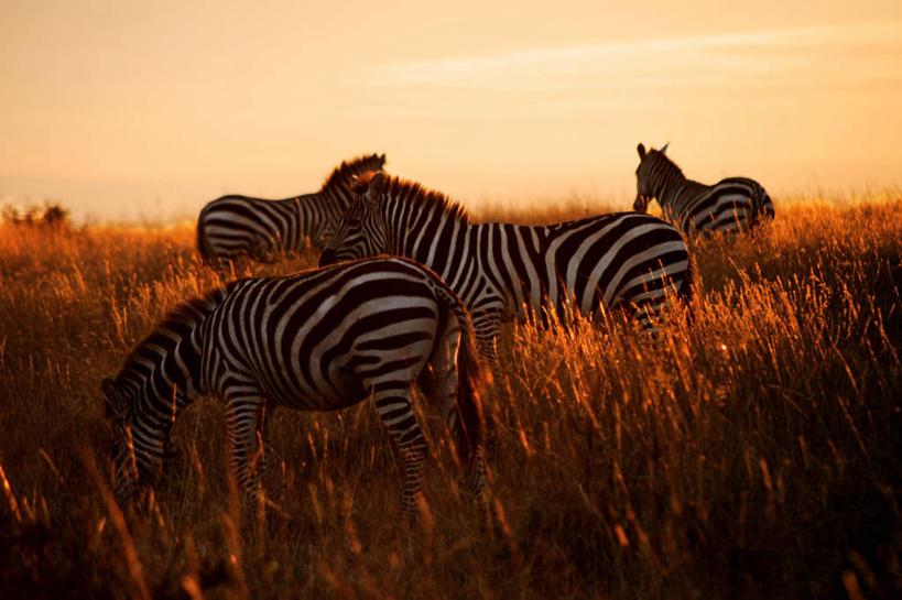 无人,站,横图,室外,日落,斑马,马,野生动物,日光,肯尼亚,四只,田地,草,自然,黄昏,动物,运输,摄影,牲畜,环境,东非,马赛马拉,马赛马拉国家保护区