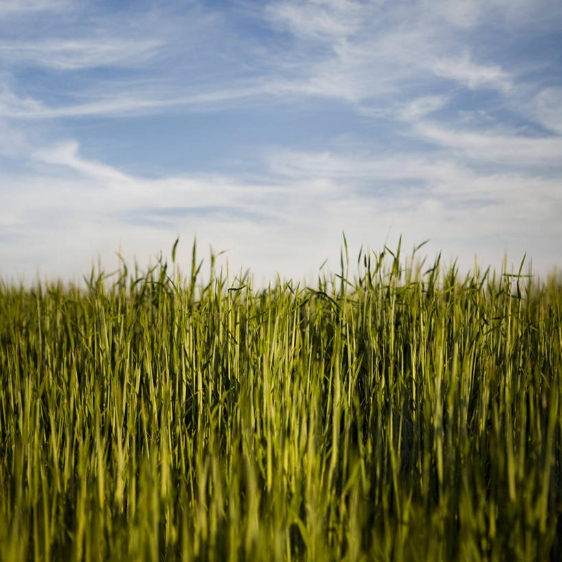 无人,方图,室外,白天,农业,西班牙,田地,绿色,天空,自然,摄影,生长,环境,清新,伊比利亚半岛