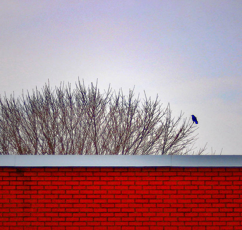 无人,坐,横图,室外,白天,美景,野生动物,加拿大,小的,鸟类,景观,围墙,枝,树,天空,自然,动物,景色,平衡,摄影,环境,自然风光,万里无云,魁北克,蓝知更鸟