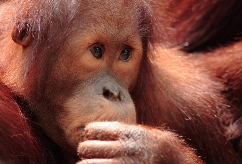 无人,横图,室外,特写,白天,野生动物,新加坡,动物,看,思考,摄影,猿,苏门答腊猩猩,好奇心