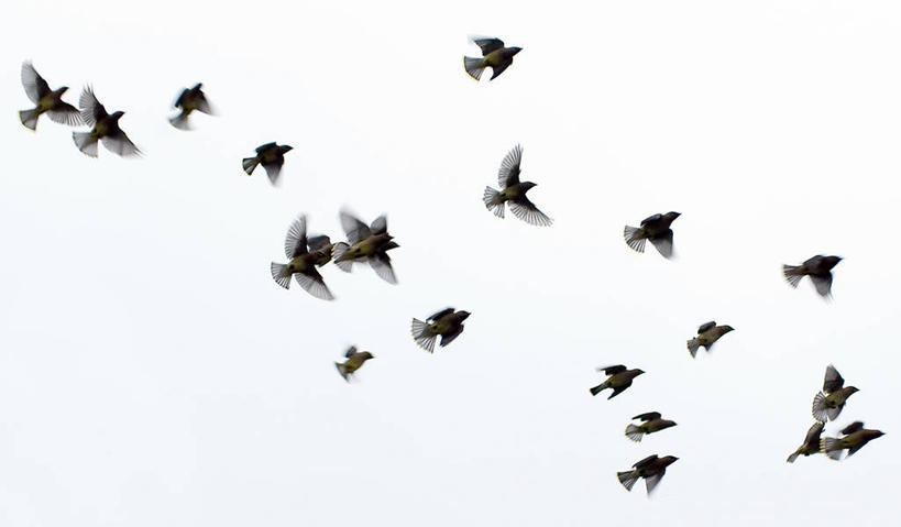 无人,横图,室外,白天,仰视,自由,野生动物,美国,一群,许多,并排,鸟类,很多,飞,天空,摄影,德克萨斯,连雀,奥斯汀镇,低角度拍摄,挨着