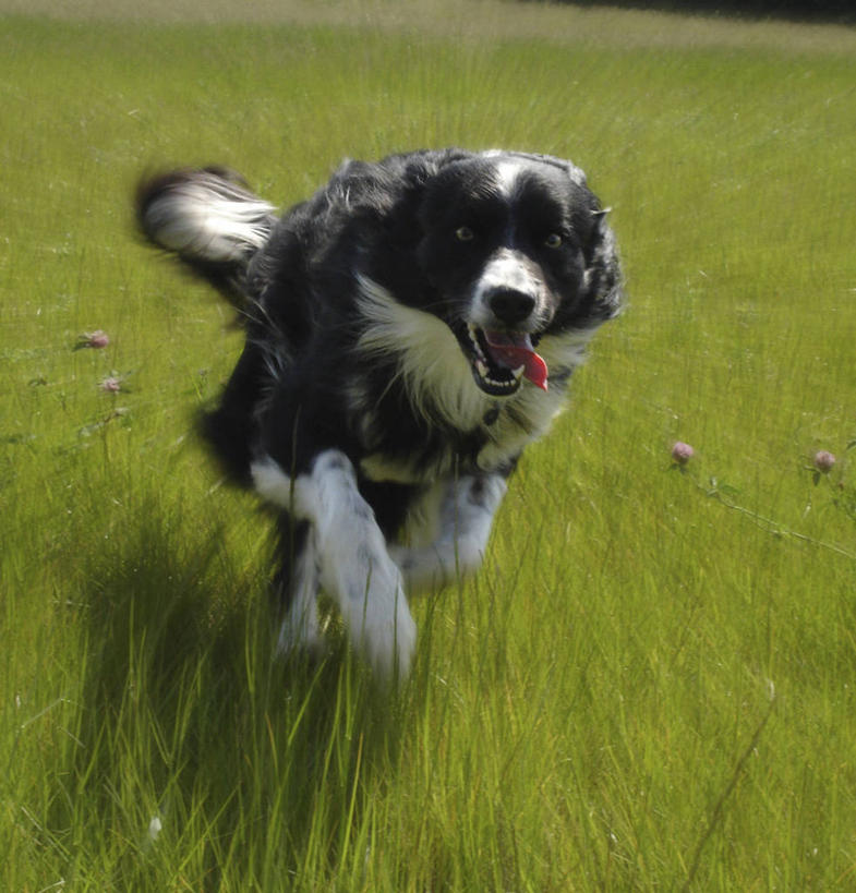 无人,跑,竖图,室外,特写,白天,宠物,狗,英国,生气,草,动物,家畜,摄影,迅速,北欧,边境牧羊犬,柯利牧羊犬,肯特,散焦,达特福德