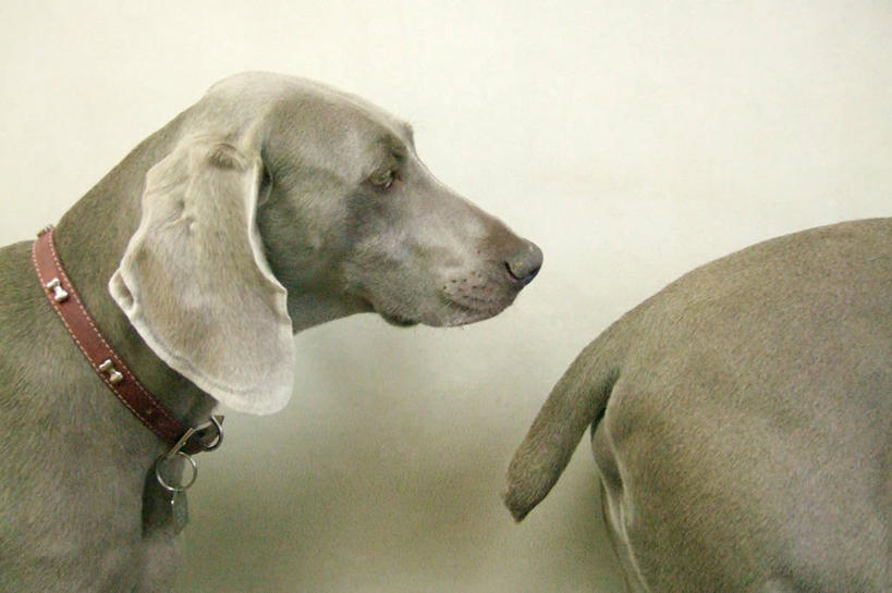 无人,横图,室内,白色背景,宠物,狗,加拿大,列队,尾巴,白色,动物,排队,两只,家畜,摄影,部分,寻回犬,等,德国魏犬,卡尔加里,亚伯达,影棚拍摄,宠物项圈