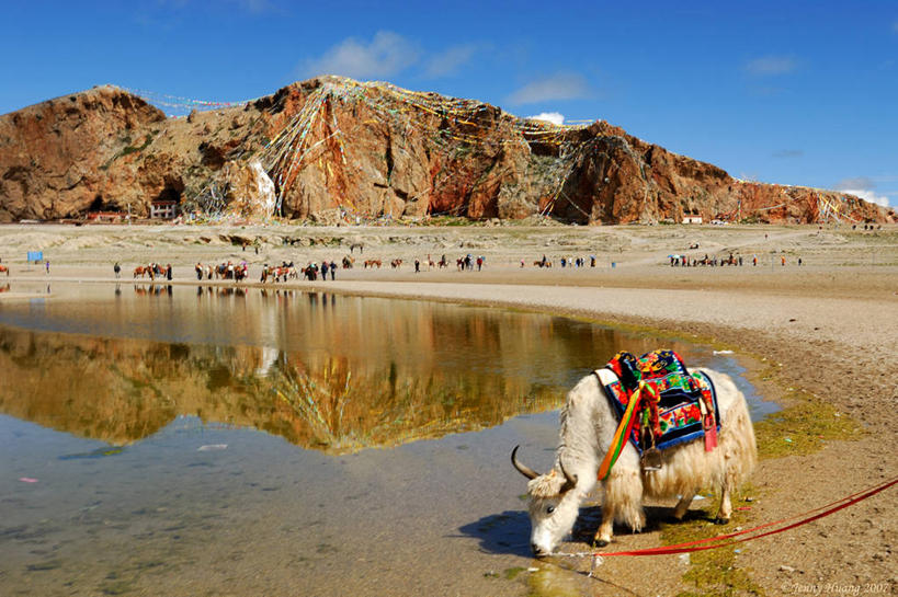 无人,横图,室外,白天,旅游,度假,美景,山,山脉,牛,野生动物,中国,一群,许多,喝,干燥,反射,地形,景观,很多,娱乐,饮用水,天空,自然,动物,冷饮,享受,休闲,景色,放松,摄影,岩层,自然风光,东亚,口渴,自然地理,岩石,野牛,牦牛