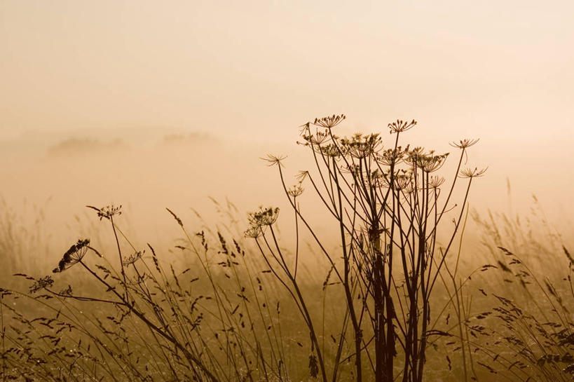 无人,横图,室外,风,英国,黎明,草,风景,自然,摄影,环境,早晨,北欧