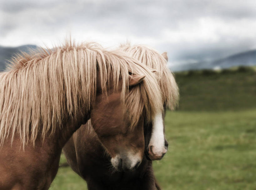 无人,横图,室外,特写,白天,宠物,野生动物,欧洲,冰岛,动物,家畜,摄影,食草动物,北欧,小马,偶蹄目,冰岛共和国,冰岛马