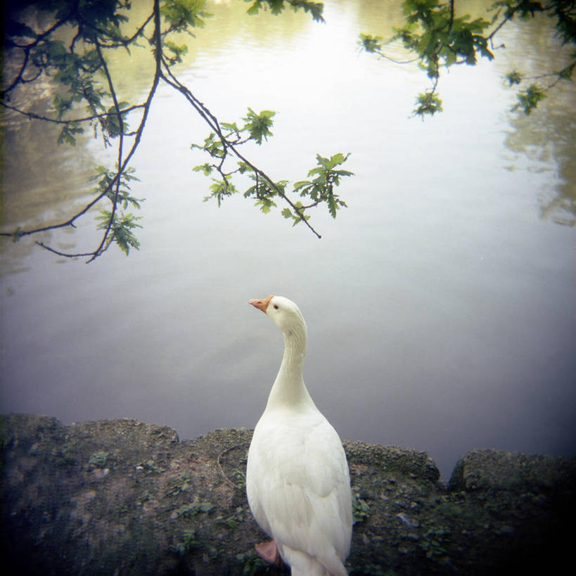 无人,方图,室外,特写,白天,河流,鹅,野生动物,英国,欧洲,反射,鸟类,流水,英格兰,树,自然,摄影,环境,西欧,北欧,大不列颠,喙,大不列颠及北爱尔兰联合王国,大不列颠及爱尔兰联合王国,萨塞克斯,萨塞克斯郡,苏塞克斯,东萨塞克斯郡,大不列颠王国,大英帝国,联合王国,日不落帝国,布赖顿