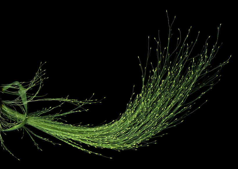 无人,横图,室内,特写,英国,黑色背景,草,绿色,黑色,花束,摄影,简单,清新,北欧,想法,利兹市,影棚拍摄