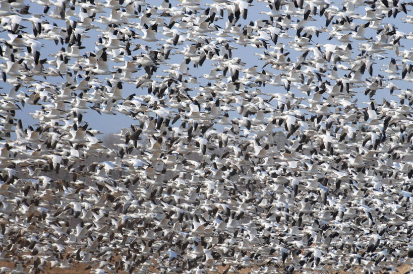 无人,横图,室外,白天,自由,鹅,野生动物,美国,一群,许多,丰富,鸟类,很多,飞,摄影,雪雁,马里兰,剑桥