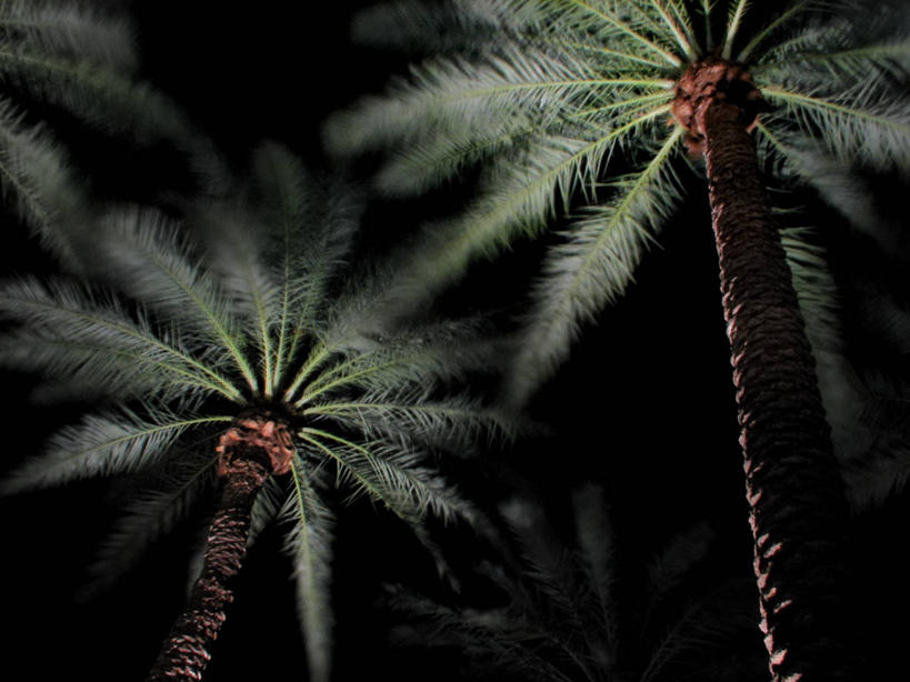 无人,横图,室外,夜晚,运动模糊,长时间曝光,仰视,风,棕榈树,美国,自然,摄影,生长,环境,亚利桑那,低角度拍摄,菲尼克斯市