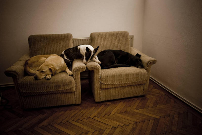 无人,横图,室内,分享,宠物,狗,椅子,奥地利,维也纳,三只,首都,休息,家畜,放松,摄影,扶手椅,中欧,睡觉