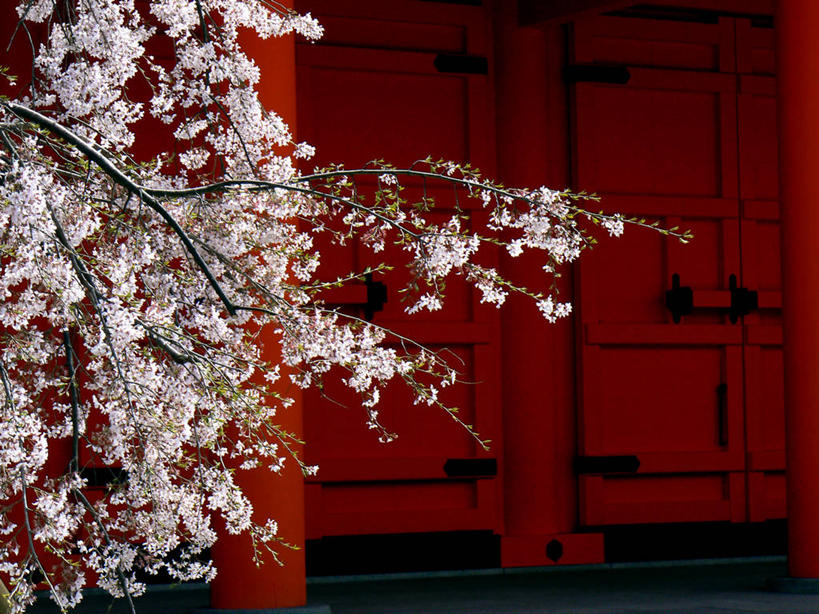 太阳穴,无人,横图,室外,白天,门,樱花,日本,亚洲,日本文化,果树,樱桃树,花朵,红色,摄影,宗教,京都府,改变,东亚,东亚文化,本州,本州岛,日本国,近畿地方,近畿,秋天