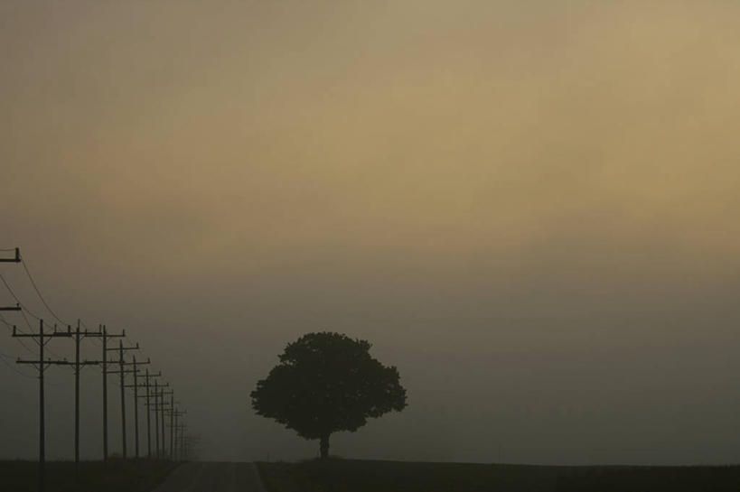 无人,横图,室外,雾,路,加拿大,一排,整齐,黎明,树,排列,天空,自然,摄影,能源,环境,早晨,队列,输电塔