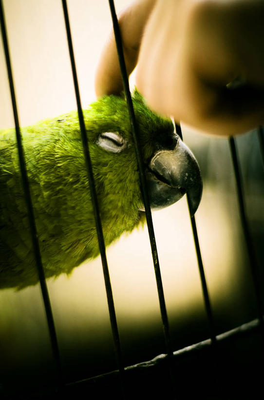手,一个人,竖图,室内,特写,宠物,鹦鹉,尼加拉瓜,笼子,鸟笼,动物,手指,抓,家畜,人体,摄影,中美洲,关爱,热带鸟,马那瓜,闭着眼睛