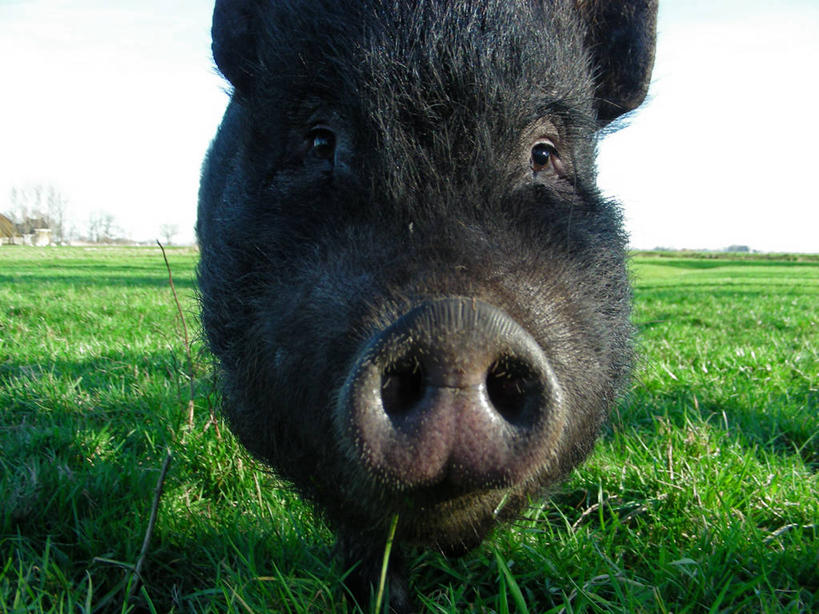 无人,横图,室外,特写,白天,猪,荷兰,草,动物,家畜,摄影,牲畜,食草动物,偶蹄目