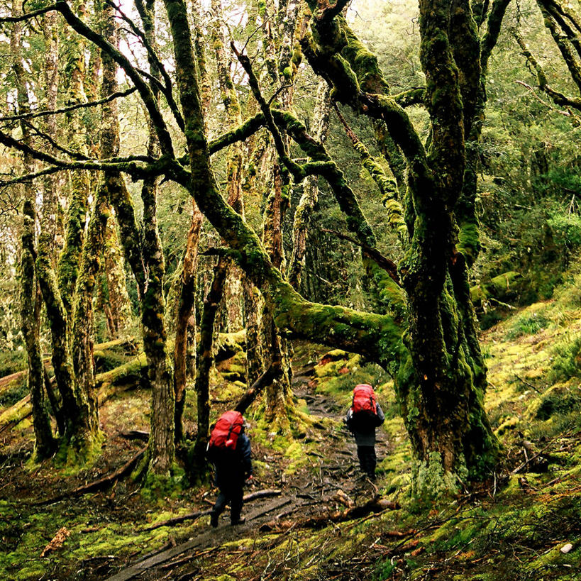 两个人,方图,室外,白天,旅游,度假,探险,森林,澳大利亚,朦胧,模糊,包,苔藓,娱乐,草,树,背面,衣服,自然,享受,休闲,放松,摄影,灌木,环境,塔斯马尼亚,户外活动,背包客,澳大拉西亚,朗塞斯顿,自然地理,冒险,步行,旅行