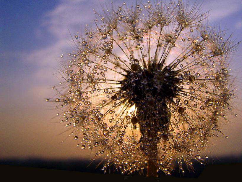 无人,横图,室外,特写,美景,水,蒲公英,液体,景观,水滴,云,一个,天空,自然,黄昏,景色,摄影,生长,单个,环境,脆弱,清新,自然风光,授粉,塞尔维亚,贝尔格雷德