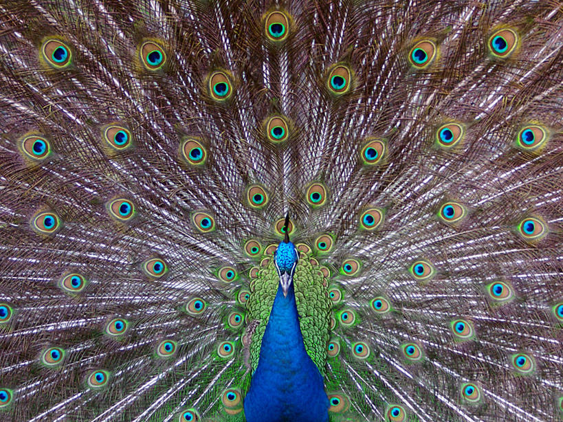 无人,横图,室外,白天,骄傲,孔雀,野生动物,羽毛,鸟类,蓝色,动物,摄影,散开,热带鸟,塞尔维亚,全画面,全框架,全帧,全画幅,贝尔格雷德