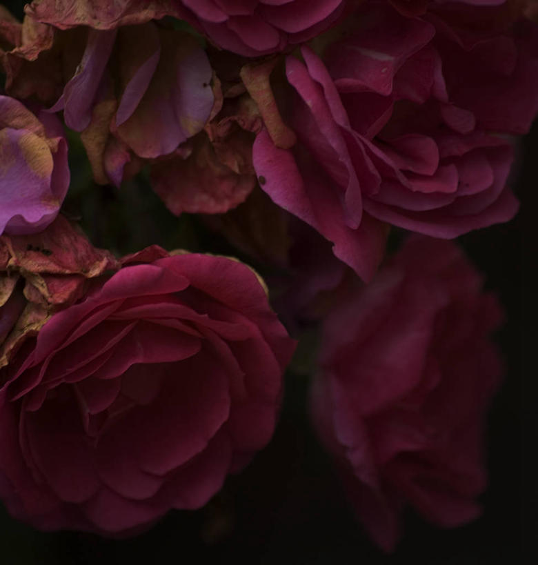 无人,竖图,室外,白天,美景,英国,景观,花,花瓣,红色,自然,景色,摄影,褪色,环境,索尔兹伯里,脆弱,清新,自然风光,北欧,西南英格兰