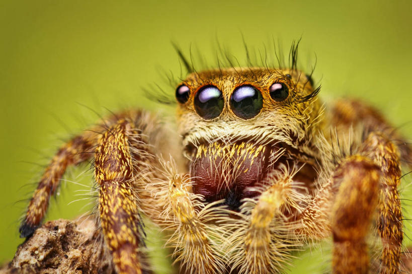 无人,横图,室外,特写,白天,野生动物,美国,蜘蛛,草,自然,动物,摄影,环境,北美,北美洲,美洲,北亚美利加洲,亚美利加洲,俄克拉何马,俄克拉何马州,俄克拉荷马州,奥克拉荷马,抢先之州,塔尔萨,美利坚合众国,动物行为