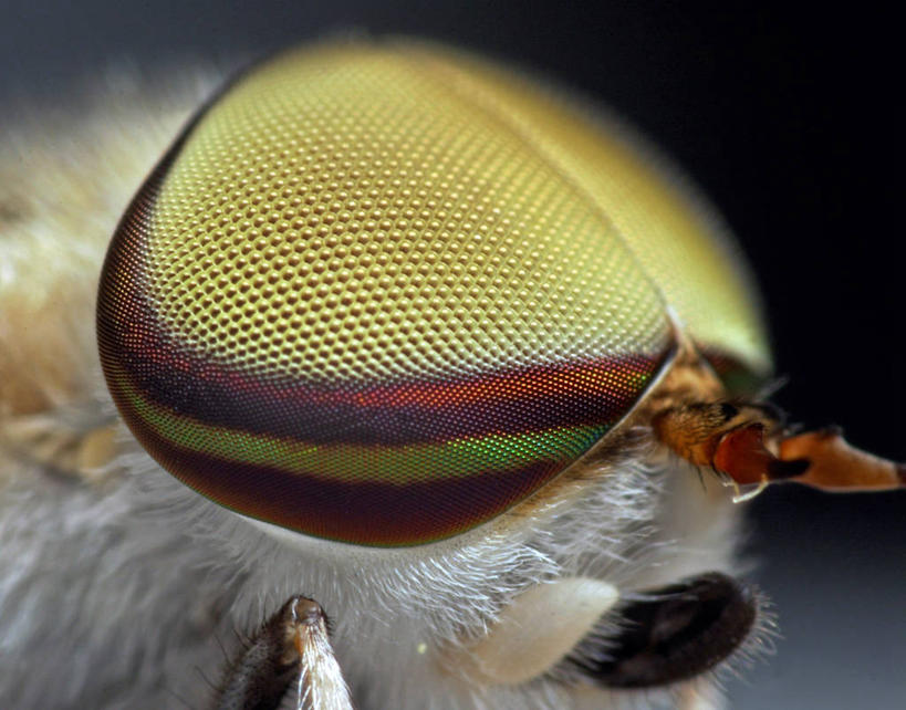 无人,横图,室内,特写,美国,黑色背景,条纹,昆虫,黑色,动物,摄影,部分,生物学,北美,北美洲,美洲,益虫,北亚美利加洲,亚美利加洲,俄克拉何马,俄克拉何马州,俄克拉荷马州,奥克拉荷马,抢先之州,式样,马蝇,塔尔萨,影棚拍摄,美利坚合众国,动物学,感知