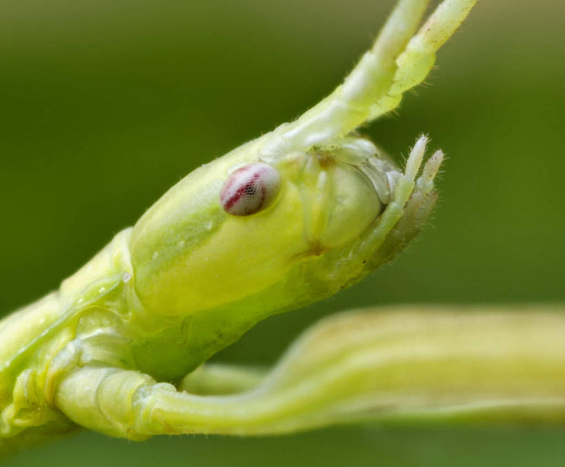 无人,横图,室外,特写,白天,侧面,野生动物,美国,昆虫,绿色,动物,摄影,北美,北美洲,美洲,伪装,北亚美利加洲,亚美利加洲,俄克拉何马,俄克拉何马州,俄克拉荷马州,奥克拉荷马,抢先之州,竹节虫,塔尔萨,美利坚合众国