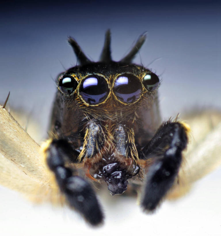 无人,竖图,室外,特写,白天,野生动物,美国,蜘蛛,动物,摄影