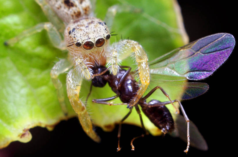 无人,横图,室外,特写,白天,野生动物,叶子,美国,捕食,昆虫,蜘蛛,动物,两只,摄影,北美,北美洲,美洲,节肢动物,机敏,北亚美利加洲,亚美利加洲,俄克拉何马,俄克拉何马州,俄克拉荷马州,奥克拉荷马,抢先之州,塔尔萨,美利坚合众国,尖牙