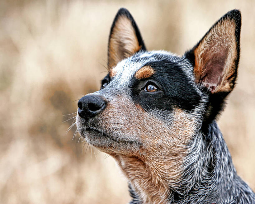 无人,横图,室外,白天,宠物,狗,美国,小狗,自然,动物,家畜,摄影,环境,北美,北美洲,美洲,华盛顿州,北亚美利加洲,亚美利加洲,美利坚合众国,纯种犬