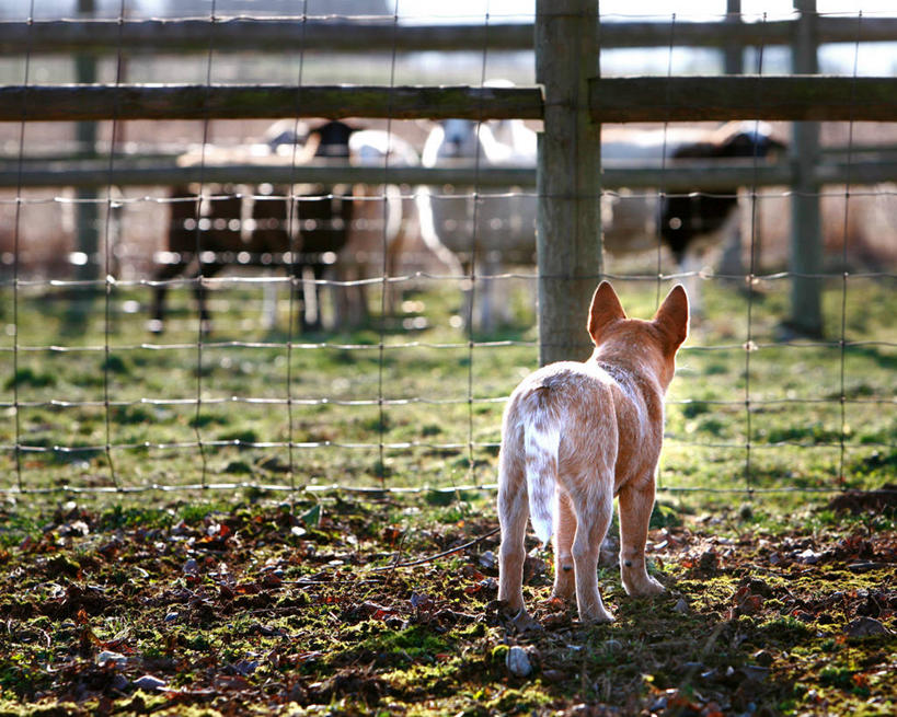 无人,横图,室外,白天,农业,宠物,狗,美国,三只,栅栏,篱笆,小狗,草,自然,看,家畜,摄影,食草动物,环境,偶蹄目,华盛顿州,绵羊,纯种犬