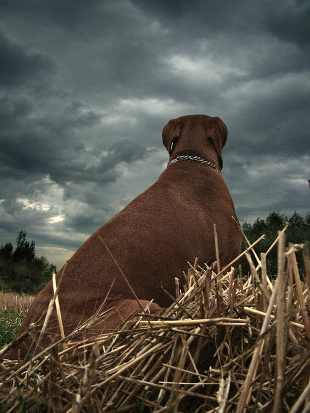无人,竖图,室外,夜晚,狗,斯洛伐克,乌云,云,天气,首都,草,自然,动物,摄影,环境,近景,等,布拉迪斯拉发