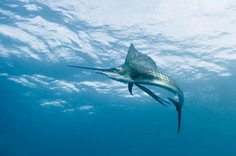 游泳,西方人,无人,横图,室外,白天,水下,海洋,水,野生动物,欧洲,非洲,南非,黑人,欧洲人,自然,动物,摄影,环境,阿非利加洲,南非共和国,夸祖鲁.纳塔尔省,非洲人