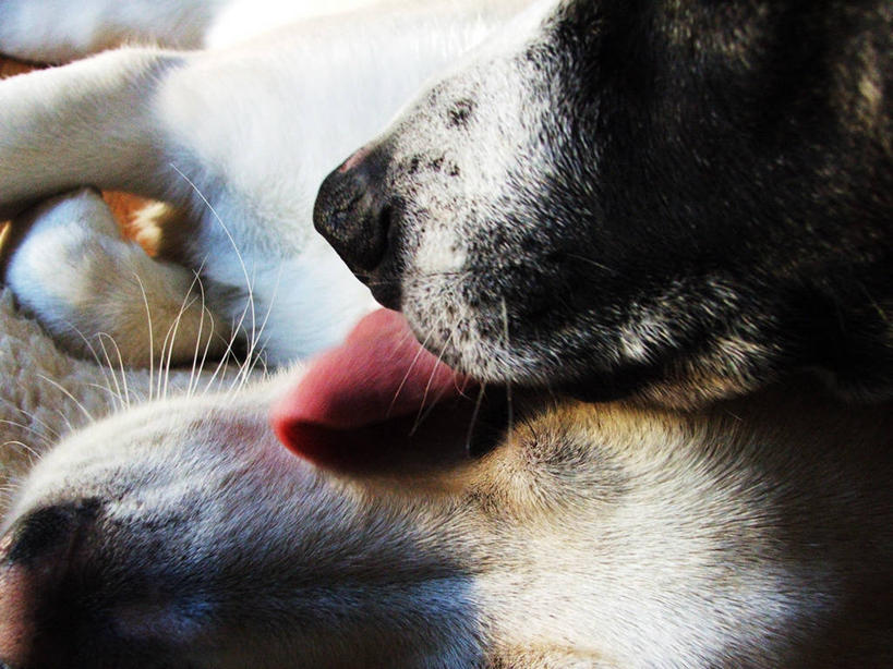 嘴,无人,横图,特写,宠物,狗,美国,动物,两只,家畜,舔,摄影,口,口腔,嘴巴,嘴唇,爱