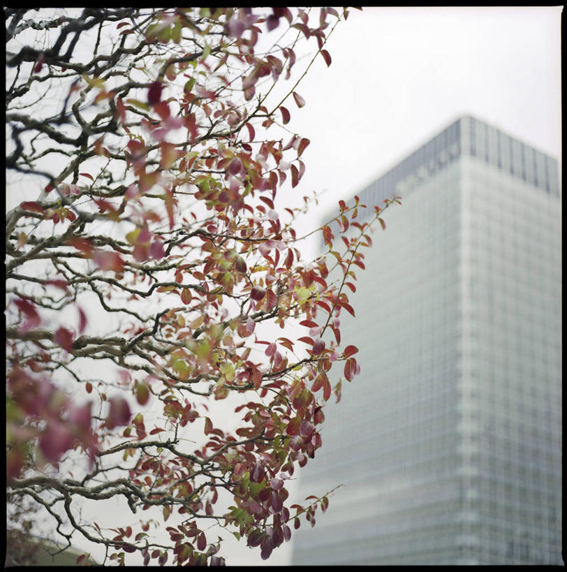 无人,竖图,室外,白天,城市,建筑,摩天大楼,叶子,法国,巴黎,枝,首都,树,红色,自然,办公大楼,摄影,环境,中欧,拉德芳斯,法兰西岛大区,旅行