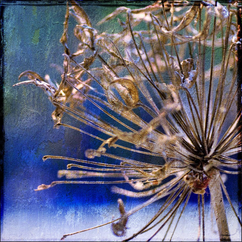 无人,方图,室外,白天,仰视,百合花,澳大利亚,云,茎,天空,插花,花束,摄影,生长,非洲百合,脆弱,清新,澳大拉西亚,低角度拍摄