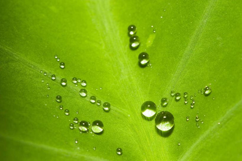 无人,横图,室外,特写,白天,背景,水,叶子,美国,液体,水滴,芋头,绿色,自然,摄影,环境,北美,北美洲,清新,美洲,佐治亚州,萨凡纳,佐治亚,乔治亚州,南方帝国州,北亚美利加洲,亚美利加洲,萨瓦纳,萨王纳,叶脉,全画面,全框架,全帧,美利坚合众国,全画幅