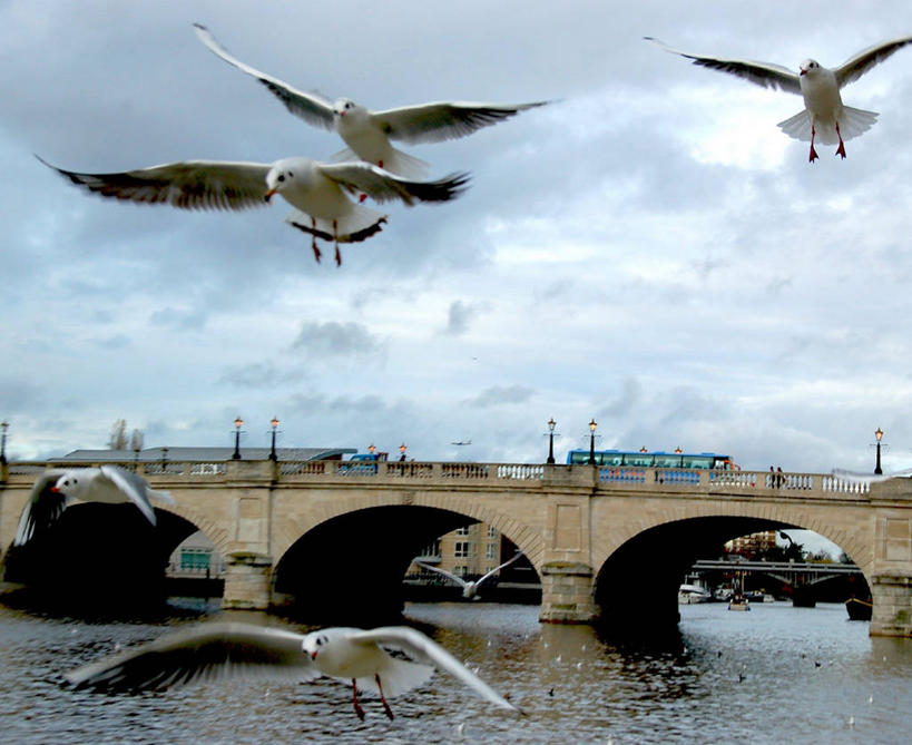 无人,横图,室外,白天,自由,城市,建筑,海鸥,野生动物,英国,欧洲,伦敦,四只,翅膀,云,拱门,桥,首都,联系,飞,天空,运输,摄影,西欧,北欧,大不列颠,黑脊鸥,大不列颠及北爱尔兰联合王国,大不列颠及爱尔兰联合王国,雾都,大不列颠王国,大英帝国,联合王国,日不落帝国