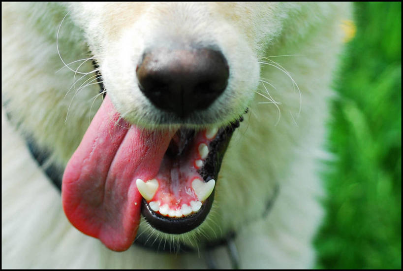无人,横图,室外,特写,白天,宠物,美国,咆哮,草,动物,家畜,摄影,部分,巴尔的摩,马里兰,尖牙