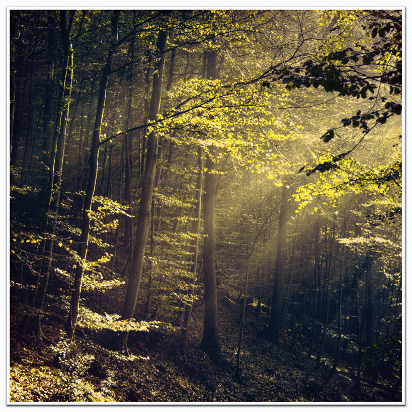 无人,方图,室外,美景,森林,雾,日光,德国,景观,黎明,树,树干,风景,自然,景色,摄影,宁静,自然风光,中欧,伍珀塔尔,旅行